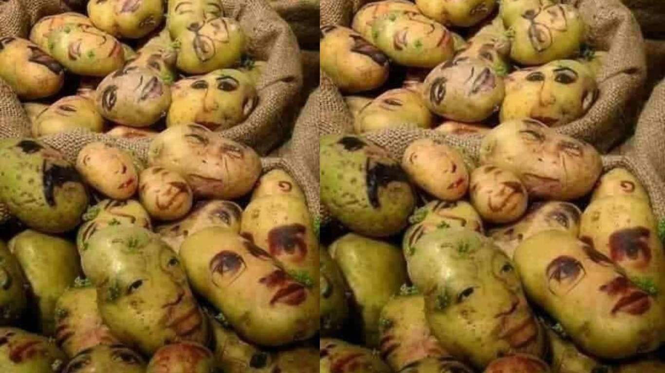 زدکوونکي او کچالو